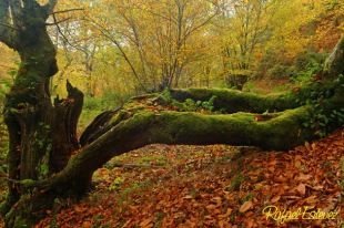 A Xunta aproba un Plan Mineiro que destrozar&aacute; O Courel